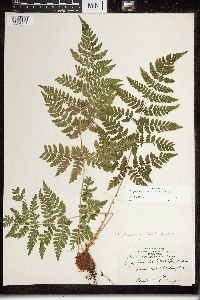 Dryopteris expansa image