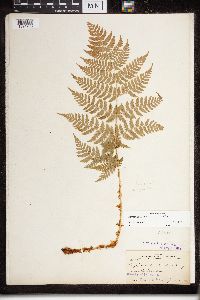 Dryopteris expansa image