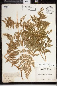Dryopteris expansa image