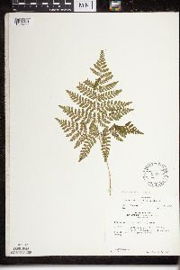 Dryopteris expansa image