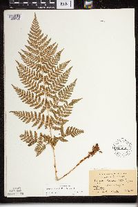 Dryopteris expansa image