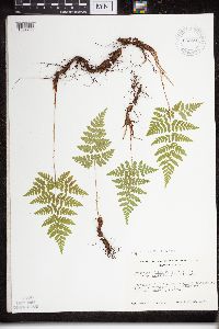 Dryopteris expansa image