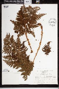 Dryopteris expansa image