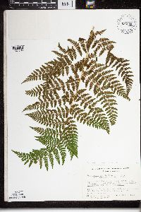 Dryopteris expansa image