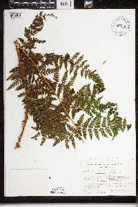 Dryopteris expansa image