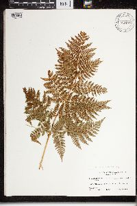 Dryopteris expansa image