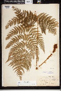 Dryopteris expansa image