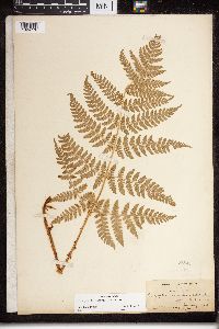 Dryopteris expansa image