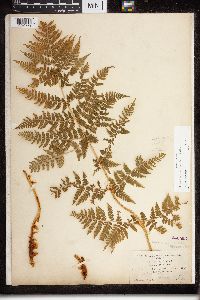 Dryopteris expansa image