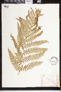 Dryopteris filix-mas image
