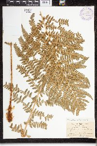 Dryopteris filix-mas image