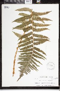 Dryopteris filix-mas image