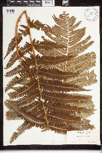 Dryopteris filix-mas image