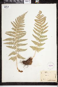 Dryopteris filix-mas image
