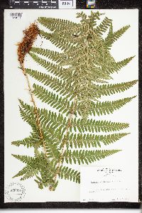 Dryopteris filix-mas image