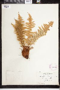 Dryopteris filix-mas image