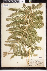 Dryopteris filix-mas image
