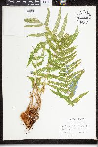 Dryopteris filix-mas image