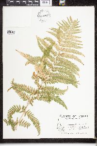 Dryopteris filix-mas image