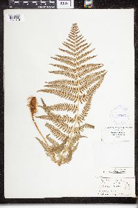 Dryopteris filix-mas image