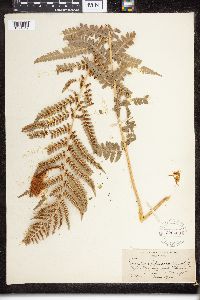 Dryopteris filix-mas image