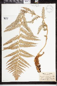 Dryopteris filix-mas image