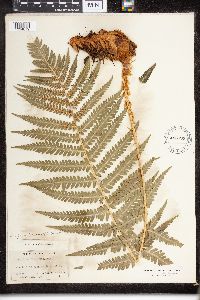 Dryopteris filix-mas image
