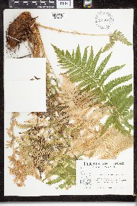 Dryopteris filix-mas image