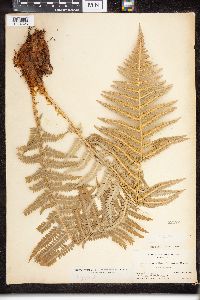 Dryopteris filix-mas image