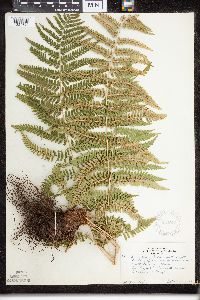 Dryopteris filix-mas image