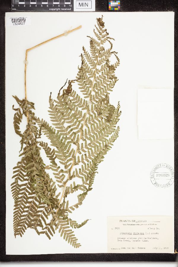 Dryopteris filix-mas image