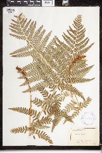 Dryopteris filix-mas image