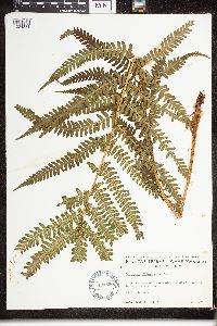 Dryopteris filix-mas image