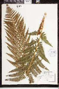 Dryopteris filix-mas image