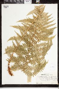 Dryopteris filix-mas image