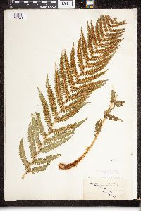 Dryopteris filix-mas image