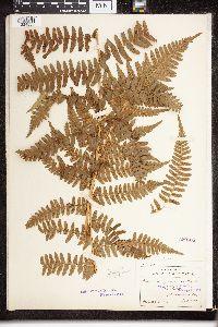 Dryopteris filix-mas image