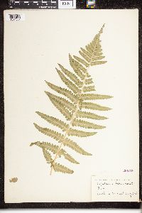 Dryopteris filix-mas image