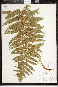 Dryopteris filix-mas image