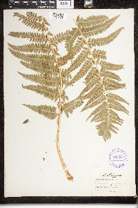 Dryopteris filix-mas image