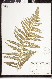 Dryopteris filix-mas image