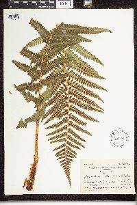 Dryopteris filix-mas image