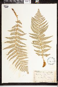Dryopteris filix-mas image