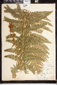 Dryopteris filix-mas image