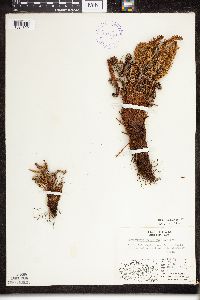 Dryopteris fragrans image