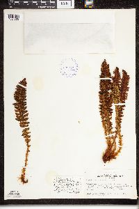 Dryopteris fragrans image