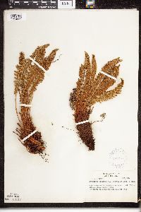 Dryopteris fragrans image
