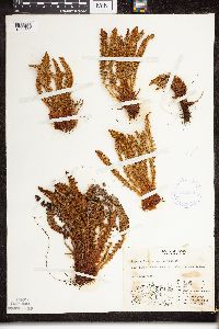 Dryopteris fragrans image