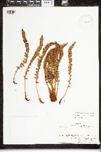 Dryopteris fragrans image