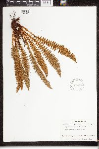 Dryopteris fragrans image